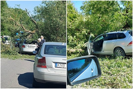Netoli Trakų ant važiuojančio automobilio užvirto medis – jau aišku, kas padengs nuostolius