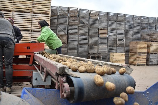 Šviežios bulvės – jau parduotuvėse: štai už kiek prašo už kilogramą jų