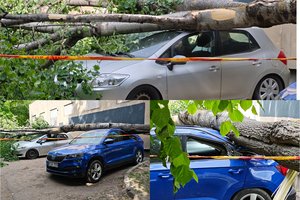 Vilniuje nuvirtęs medis apgadino tris automobilius