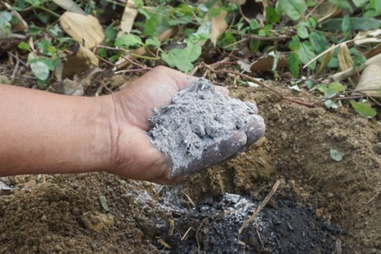 Vietoj naudos – žala: kokių augalų ir daržovių negalima tręšti pelenais