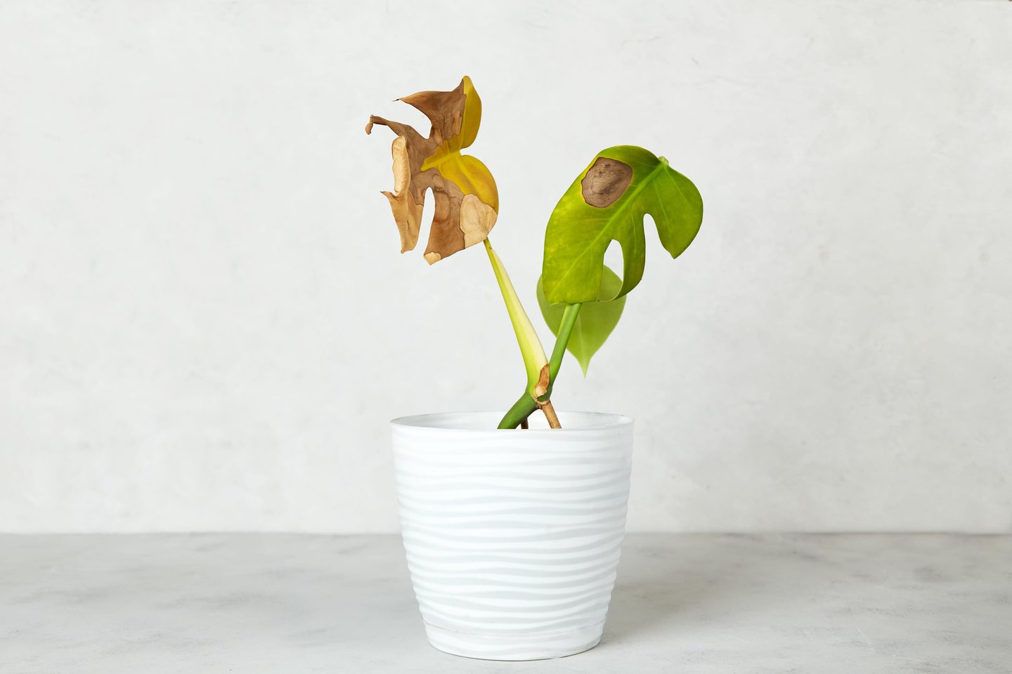 Monstera siunčia aiškų signalą: daugelis jo nepastebi.<br>123 rf nuotr.