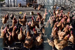 Pirmasis atvejis šiais metais: pavojingas užkratas niekur nedingo, virusas itin patogeniškas