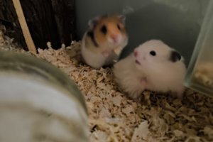 Vyko pasiimti globotinio, o grįžo su dar aštuoniomis gyvybėmis: mažyliai ieško namų