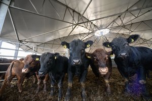 VMVT patikrino 300 gyvulių ir nustatė nemažai pažeidimų: viena klaida kartojasi dažniausiai