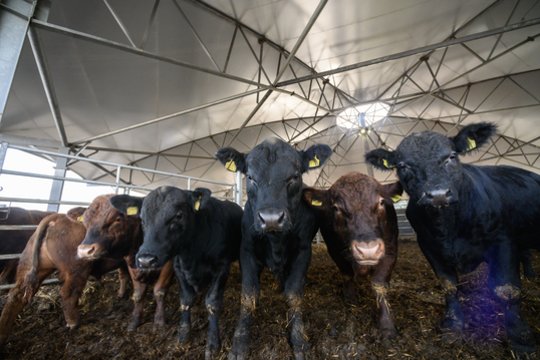 VMVT patikrino 300 gyvulių ir nustatė nemažai pažeidimų: viena klaida kartojasi dažniausiai