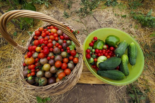 Saldžių pomidorų derlių žada kibirais: ar tikrai verta po krūmais berti sodos?