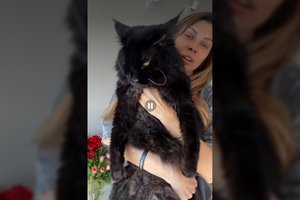 Ukrainietė parodė milžiniško dydžio katiną: vadinu jį Hitleriu, bet reikėjo pavadinti Putinu