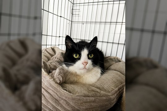 Po šeimininko mirties katę pasmerkė blogiausiam: per žingsnį nuo mirties atsidūrusi katė prašo tik vieno