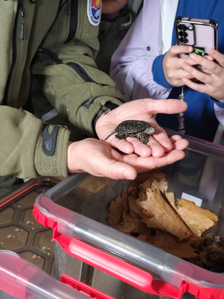 Iš Lietuvos zoologijos sodo prieglobsčio į gamtą sugrįžo baliniai vėžliukai.<br>Lietuvos zoologijos sodo nuotr.