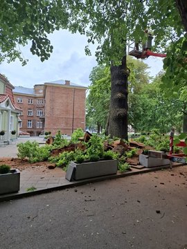 Dėl Perkūno alėjos ąžuolo – kauniečių nerimas