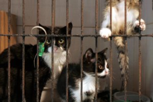 VMVT patikrinimas Radviliškio prieglaudoje pribloškė: dingo 33 registruotos katės