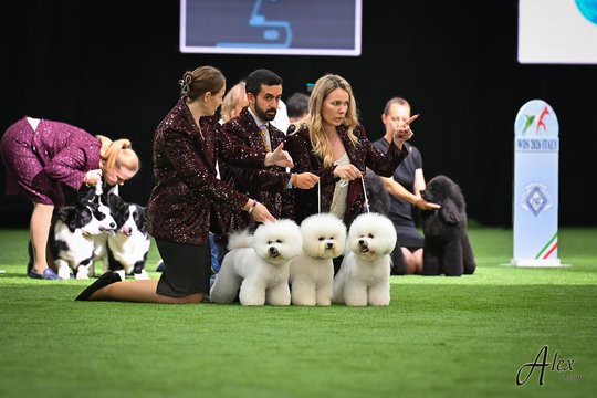 Lietuvos veislynas „TAURO Kennel“ Bolonijoje pripažintas antru geriausiu pasaulyje