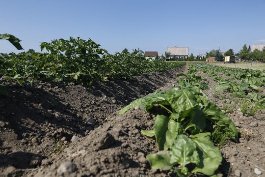 Ūkininkų sąjungos vadovas: ūkininkai dėl trąšų kainų gyvena nežinomybėje