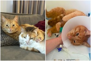 Neįtikėtina: Žaibas tapo pirmuoju tokiu katinu Lietuvoje
