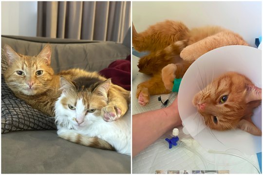 Neįtikėtina: Žaibas tapo pirmuoju tokiu katinu Lietuvoje
