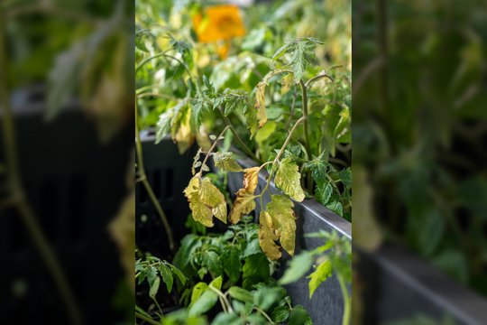 Gelstantys pomidorų lapai gąsdina daugelį daržininkų: kada išties verta sunerimti