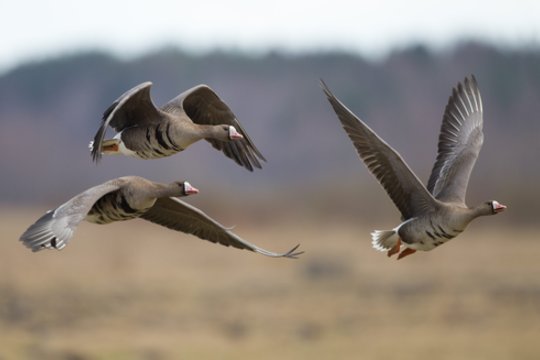 Išsiaiškino paukščių pulkų reiškinį, pažeidžiantį trečiąjį Niutono dėsnį