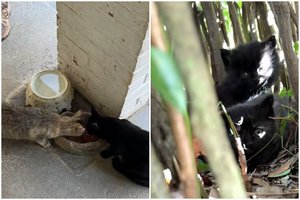 Po kaimyno mirties moteris nuėjo pasirūpinti jo augintiniais, tačiau aptiko daugiau, nei manė