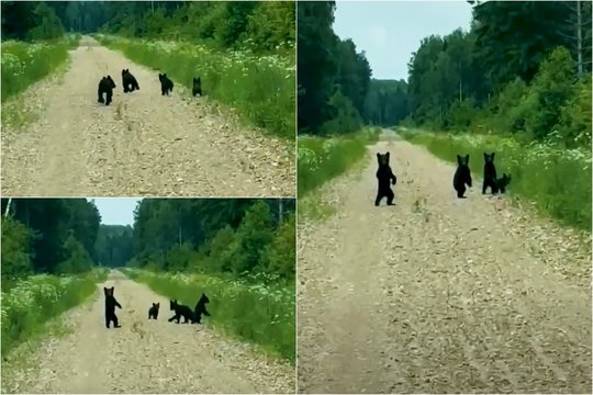Latvių miškininko užfiksuotas vaizdas apskriejo internetą
