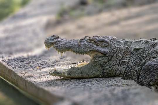 Tikras košmaras zoologijos sode: vyras įmetė trimetį į krokodilų aptvarą 