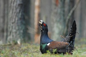 Gamtininkai sunerimę: ar keičiantis valdžiai nebus pamiršti Dzūkijos kurtiniai?