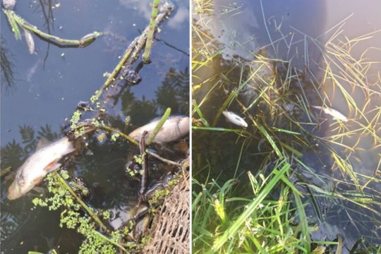 „Vanduo smirda, visos žuvys išgaišo“: gyventojai jau baksnoja pirštais, situaciją tiria tarnybos