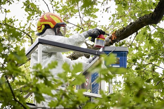 Viena Europos sostinių tapo vikšrų įkaite: žmonės bijo eiti iš namų, įspėja dėl didelės grėsmės