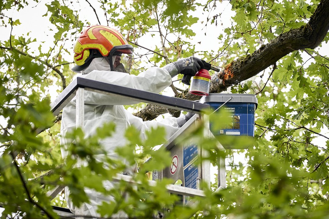 Viena Europos sostinių tapo vikšrų įkaite: žmonės bijo eiti iš namų, įspėja dėl didelės grėsmės