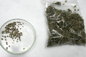 Teismui perduoda byla dėl labai didelio kiekio kvaišalų kontrabandos