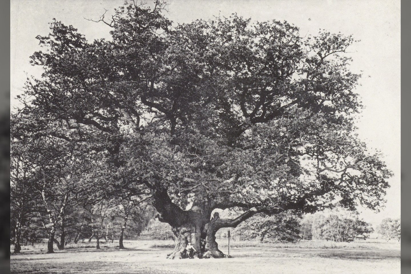 Didysis ąžuolas apie 1890 m.<br> Wikimedia commons.