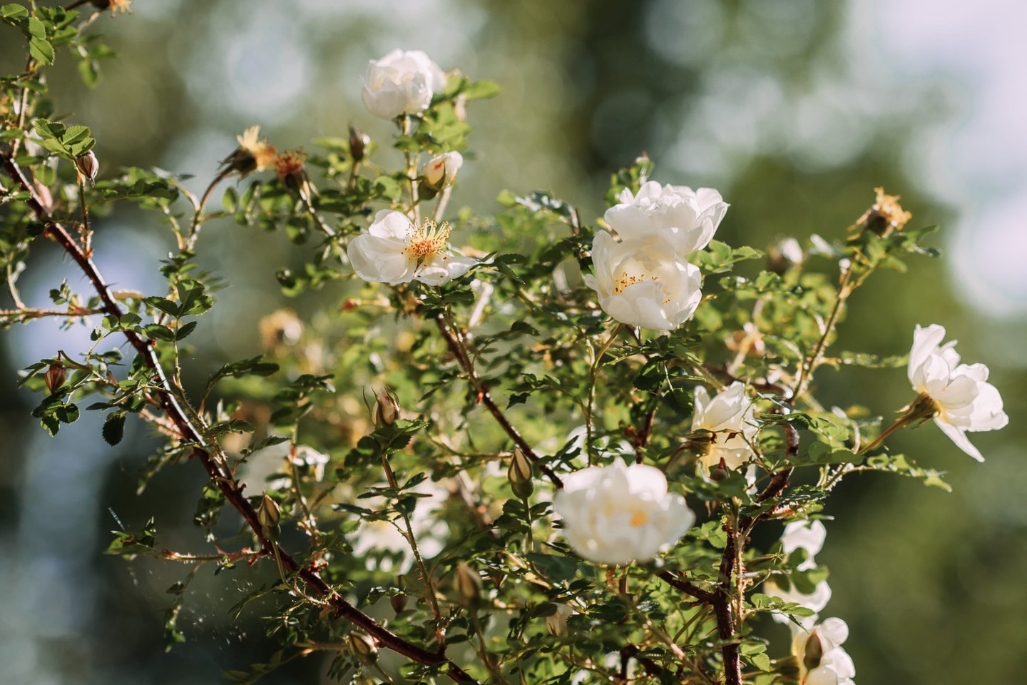 Prie namų žmonės sodina erškėtrožes ne tik dėl grožio, bet ir siekdami stiprios energetinės apsaugos.<br>123 rf nuotr.