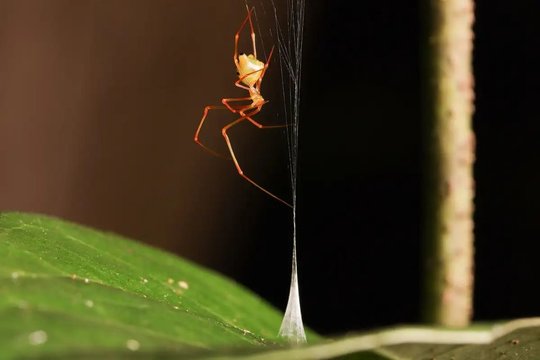 Gamtinė katapulta: naujai atrastas voras medžioja tikrai originaliu būdu