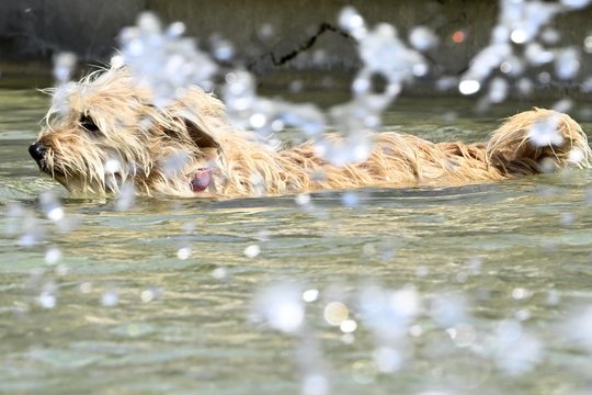 Artėjant alinančiai kaitrai – perspėjimas: ši klaida gali kainuoti augintinio gyvybę
