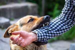„Norėjau tik paglostyti“ – kodėl vasarą daugėja gyvūnų įkandimų?