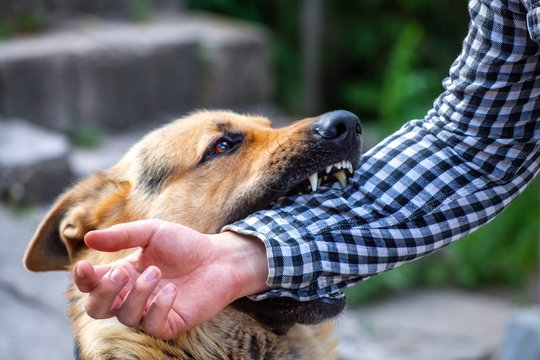 „Norėjau tik paglostyti“ – kodėl vasarą daugėja gyvūnų įkandimų?