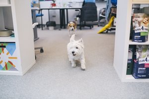 Į darbą – su šunimi: specialistai sako, kad tai gali pakeisti visą kolektyvą