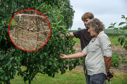 Agronomė rėžia tiesiai: pastebėjus šią ligą sode padės tik kastuvas