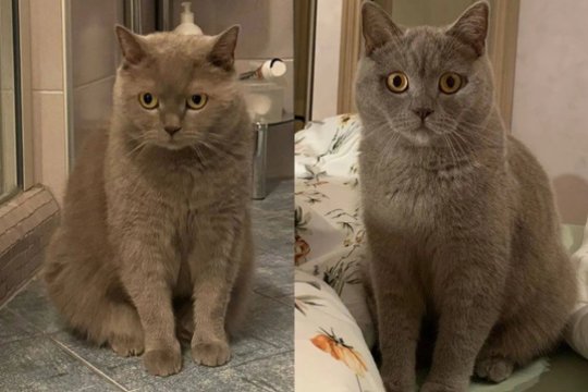 Nidoje dingo baikšti naminė katė: šeimininkai prašo pagalbos