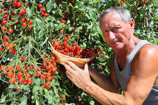 Norite saldžių ir sultingų pomidorų? Atskleidė, kurios veislės laikomos geriausiomis