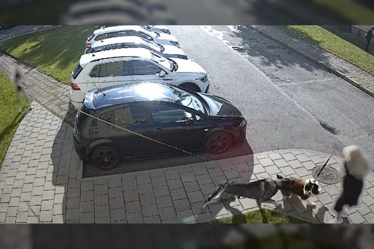 Šuns pasivaikščiojimas baigėsi operacija: panevėžietė įspėja kitus augintinių šeimininkus