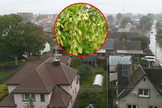 Vien nupjauti neužteks: šie jūsų sklypuose augantys medžiai gali pridaryti rimtų bėdų