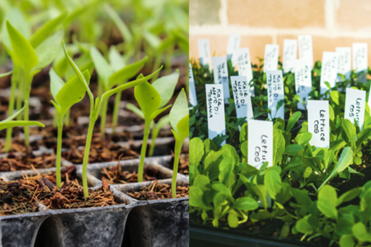 Europoje – pavojingos ligos protrūkis: išskyrė vieną rizikingiausių maisto produktų grupių 