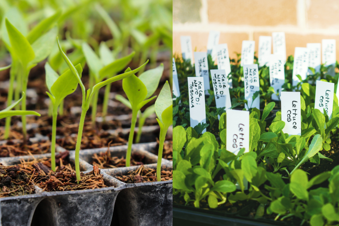 Europoje – pavojingos ligos protrūkis: išskyrė vieną rizikingiausių maisto produktų grupių 
