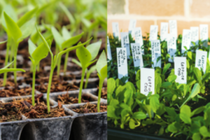 Europoje – pavojingos ligos protrūkis: išskyrė vieną rizikingiausių maisto produktų grupių