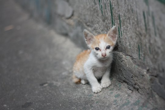 8 produktai, galintys rimtai pakenkti katei: veterinarai įspėja, kad daugelis to nežino