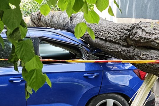 Per avariją Grūto kaime medis užvirto ant neblaivaus vairuotojo automobilio