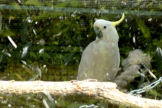 Pamatykite: ypatingas paukštis jau daugiau pusę amžiaus gyvena Lietuvos zoologijos sode