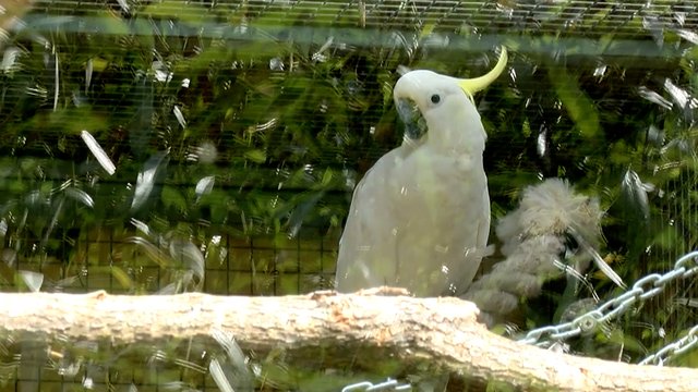 Pamatykite: ypatingas paukštis jau daugiau pusę amžiaus gyvena Lietuvos zoologijos sode