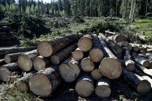 Panevėžio rajone miške kritęs medis mirtinai sužalojo vyrą