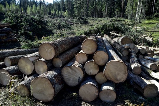 Panevėžio rajone miške kritęs medis mirtinai sužalojo vyrą